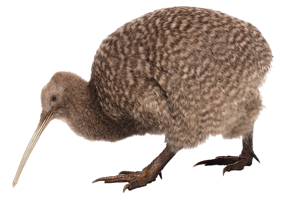 Kiwi